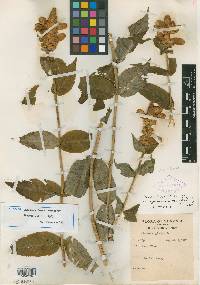 Chelone grimesii image