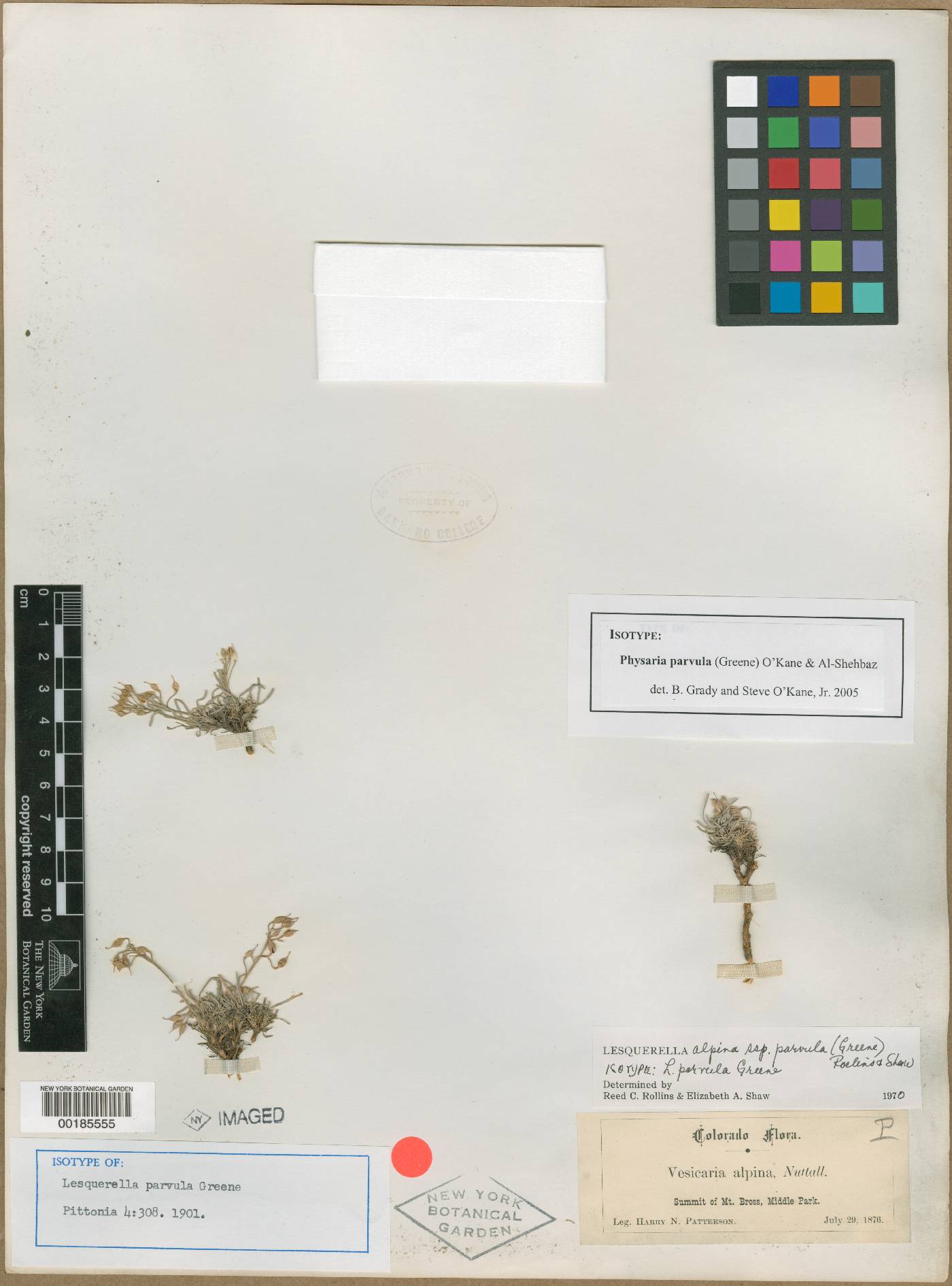 Physaria parvula image