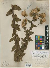 Pluchea foetida var. imbricata image