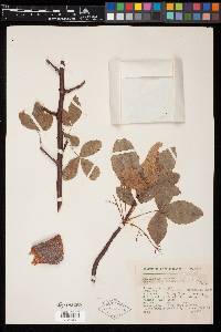 Bursera heteresthes image