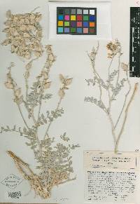 Astragalus lentiginosus var. micans image