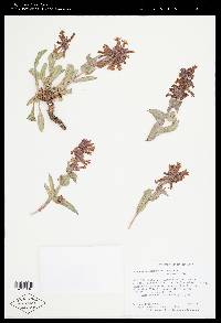 Penstemon calcareus image