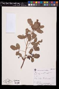 Bursera laurihuertae image