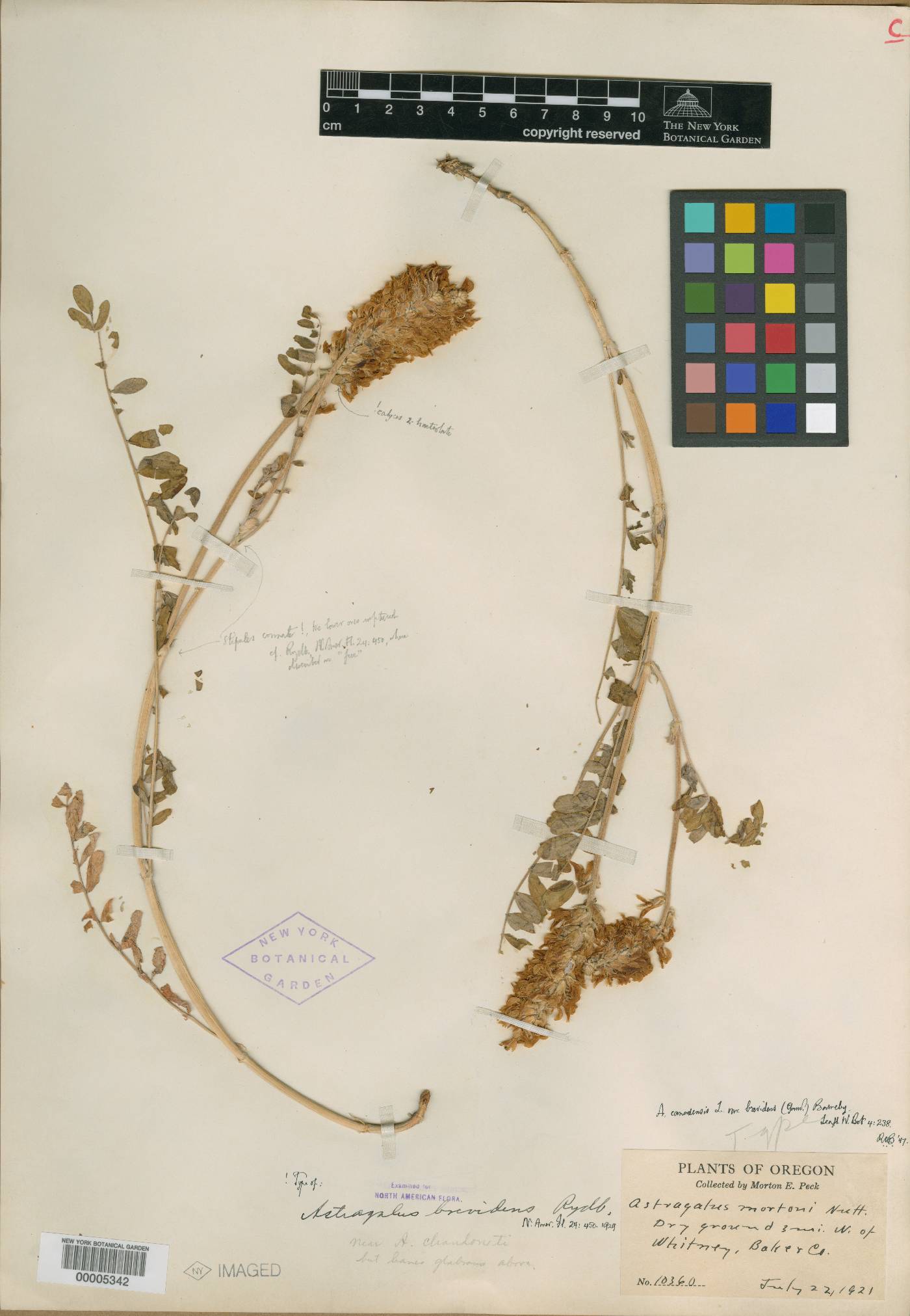 Astragalus brevidens image