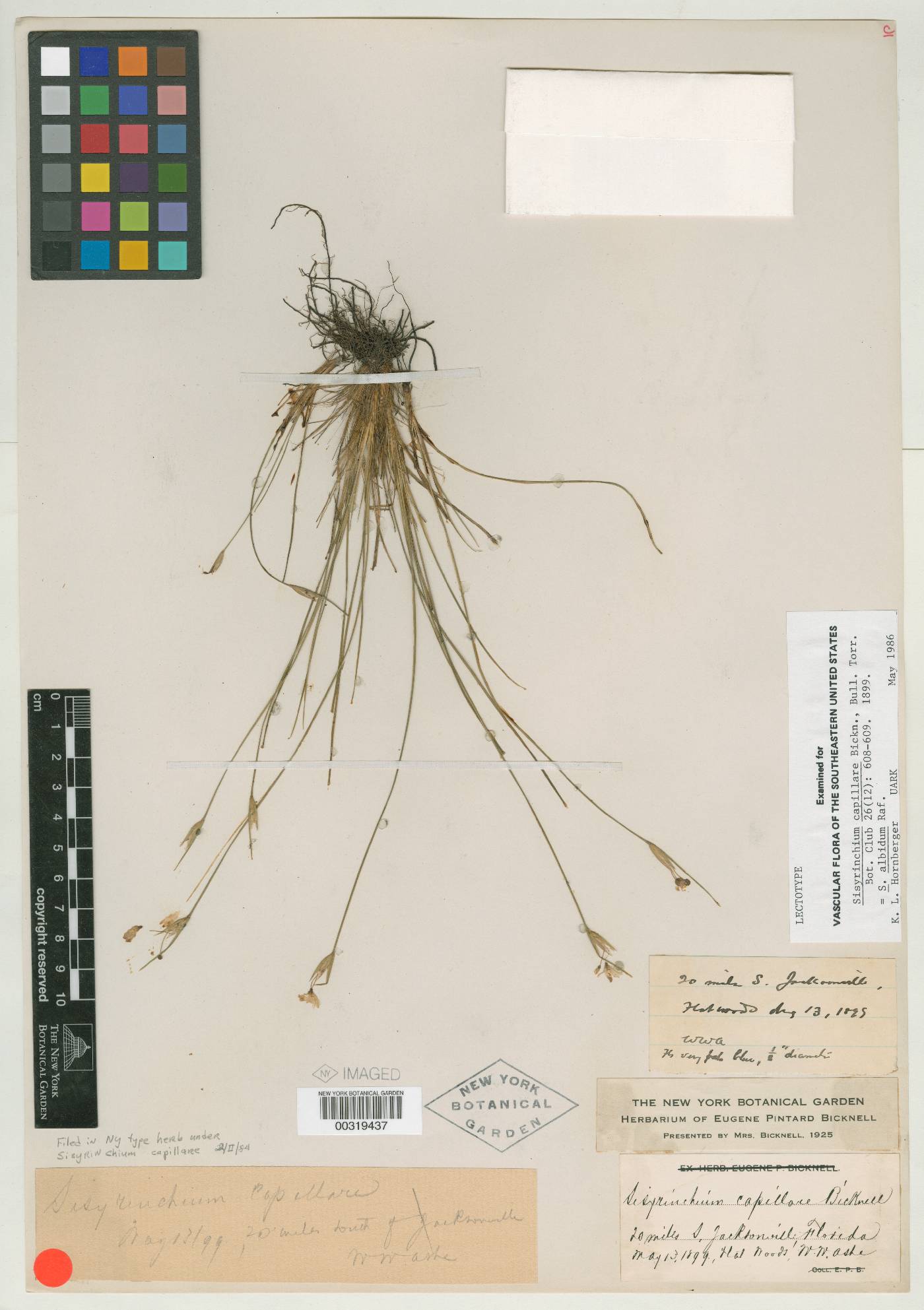Sisyrinchium capillare image