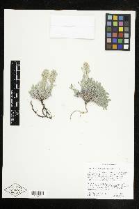 Oreocarya humilis image