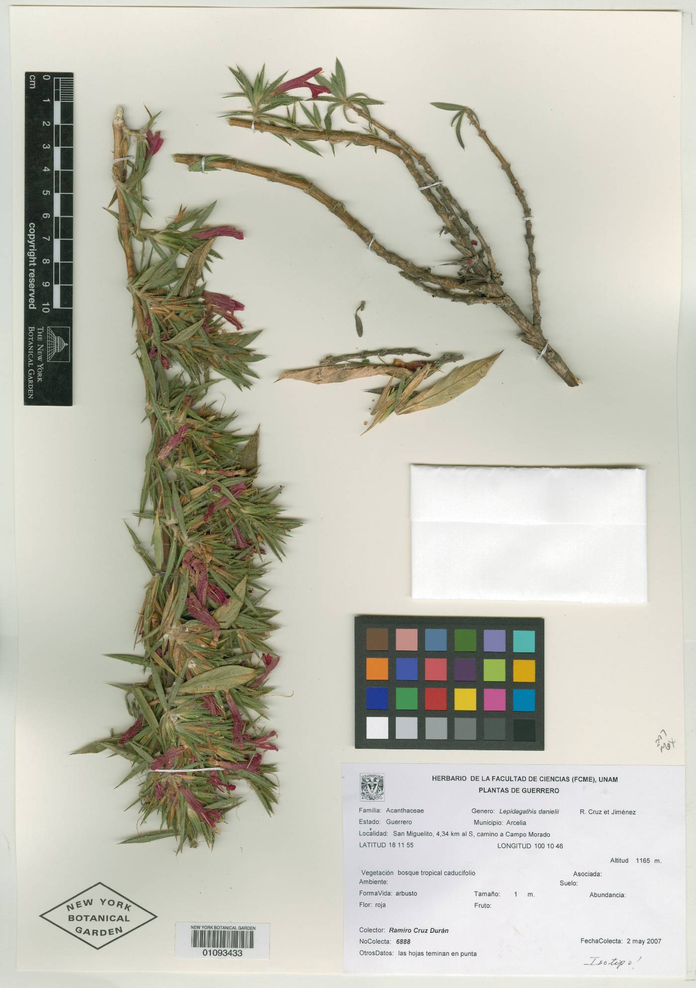 Lepidagathis danielii image