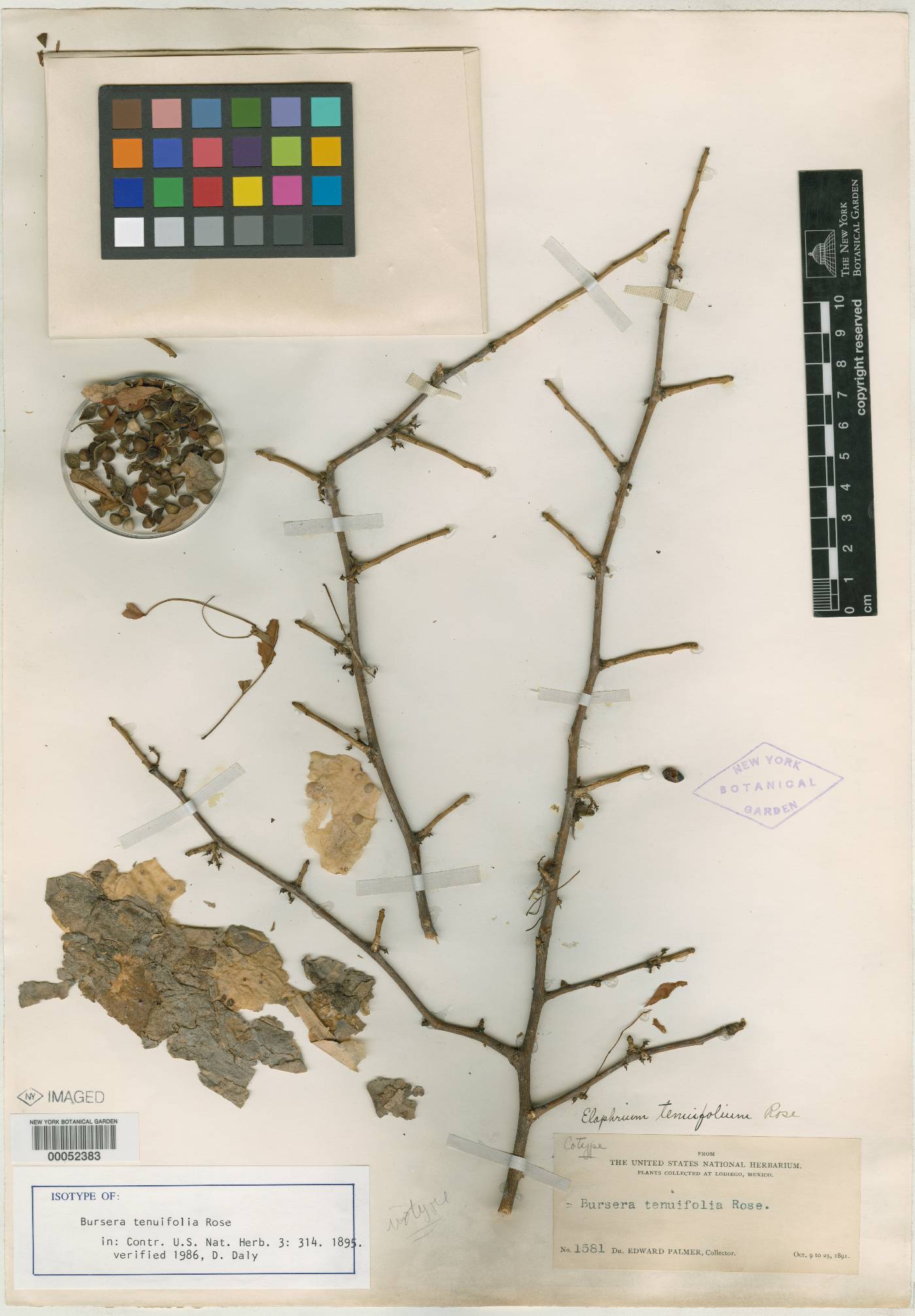 Bursera tenuifolia image