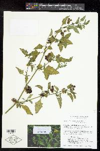 Solanum americanum image