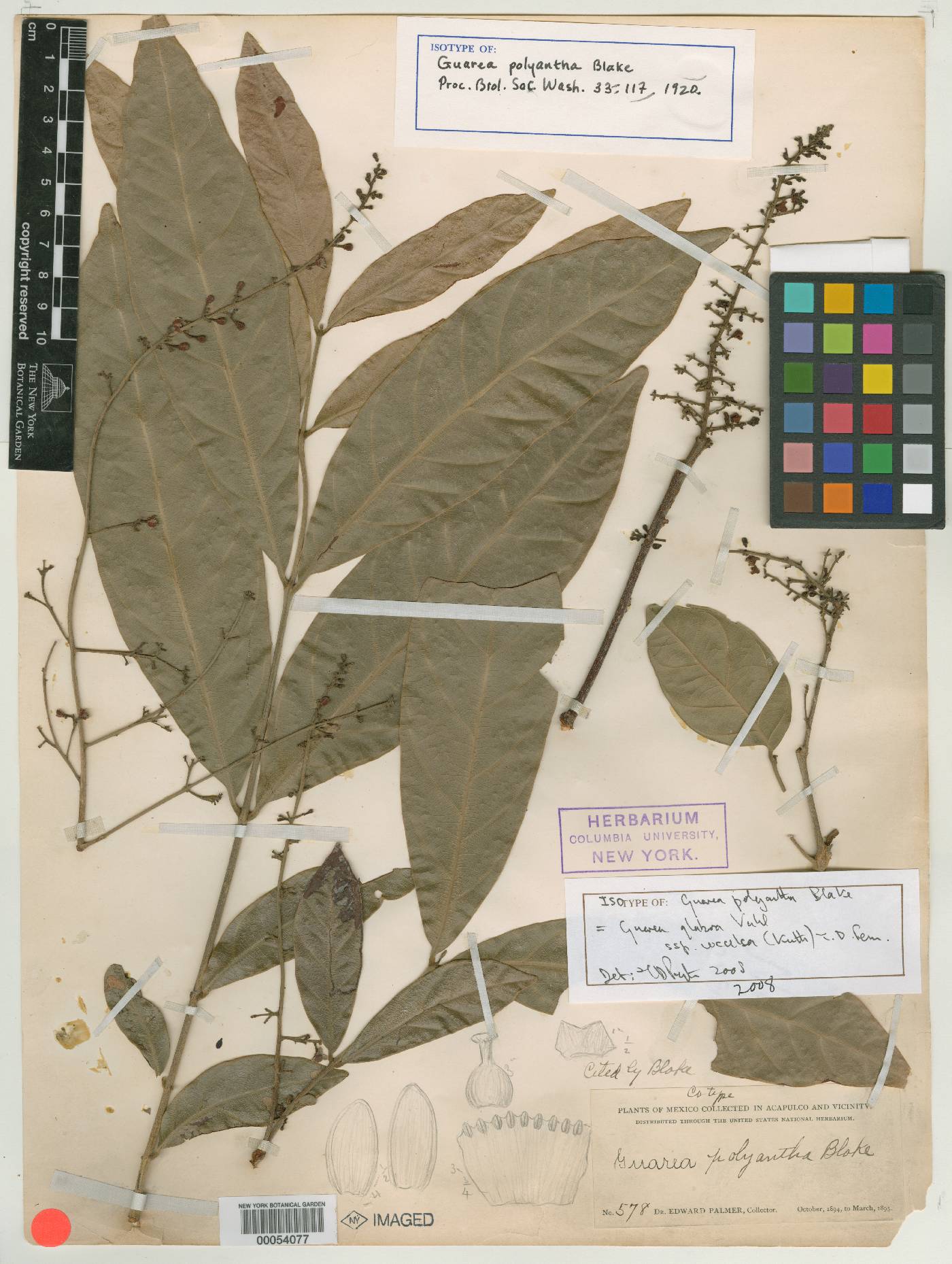 Guarea glabra subsp. glabra image