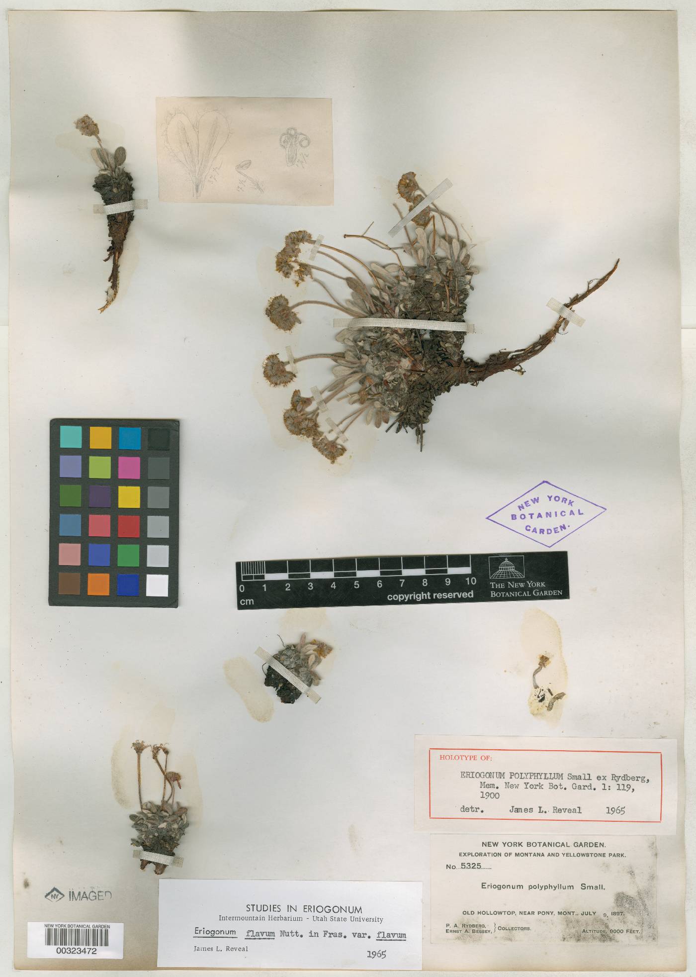Eriogonum polyphyllum image