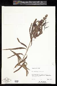 Chilopsis linearis image