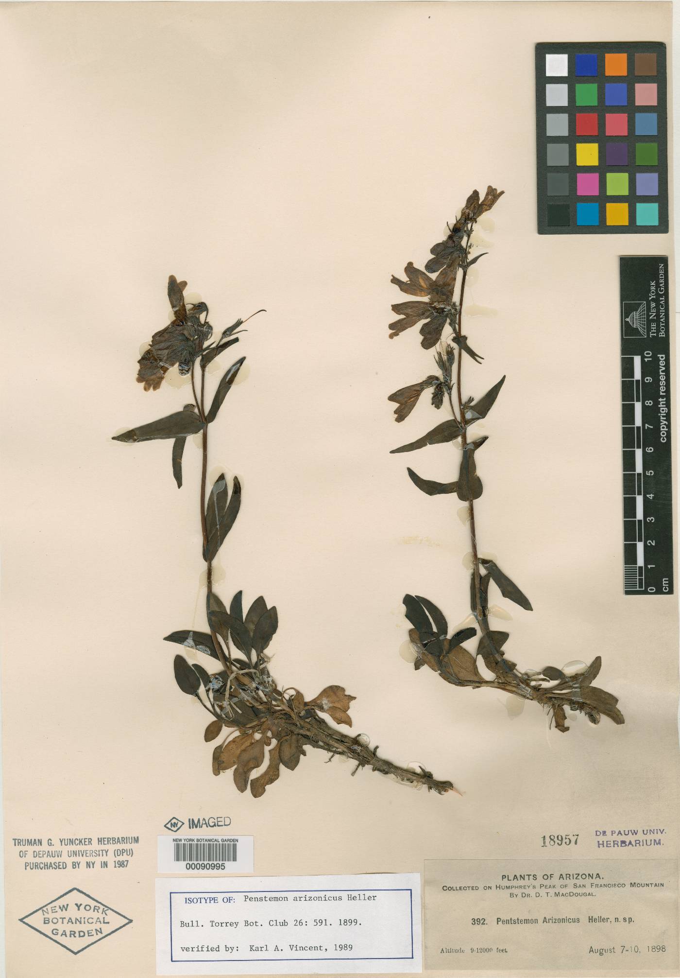 Penstemon arizonicus image