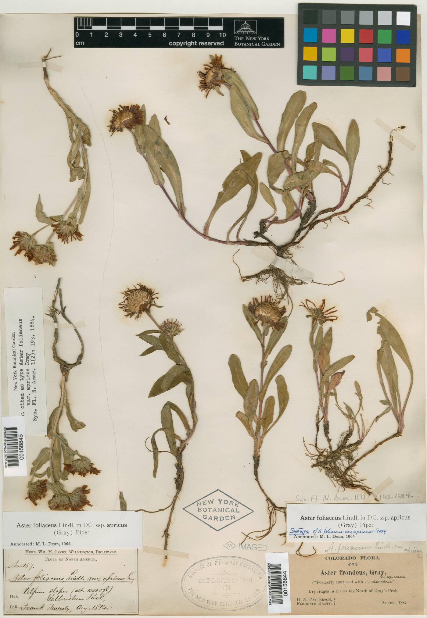 Aster apricus image
