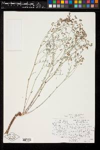 Astragalus titanophilus image