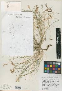 Astragalus ackermanii image