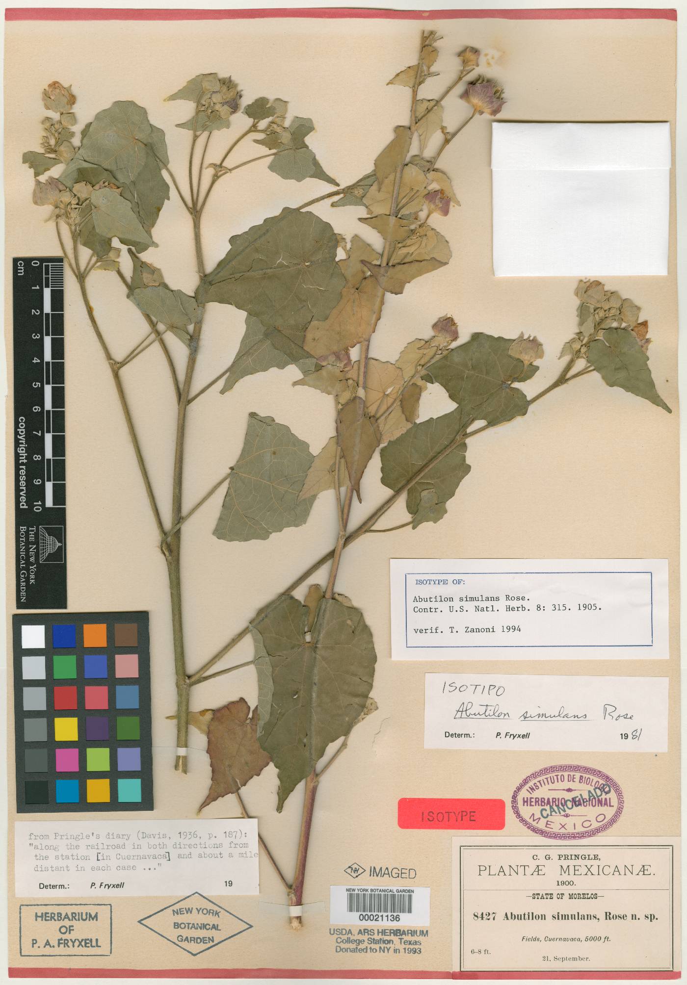 Abutilon simulans image