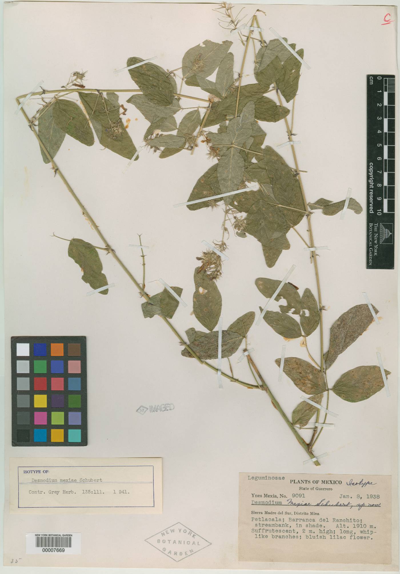 Desmodium mexiae image