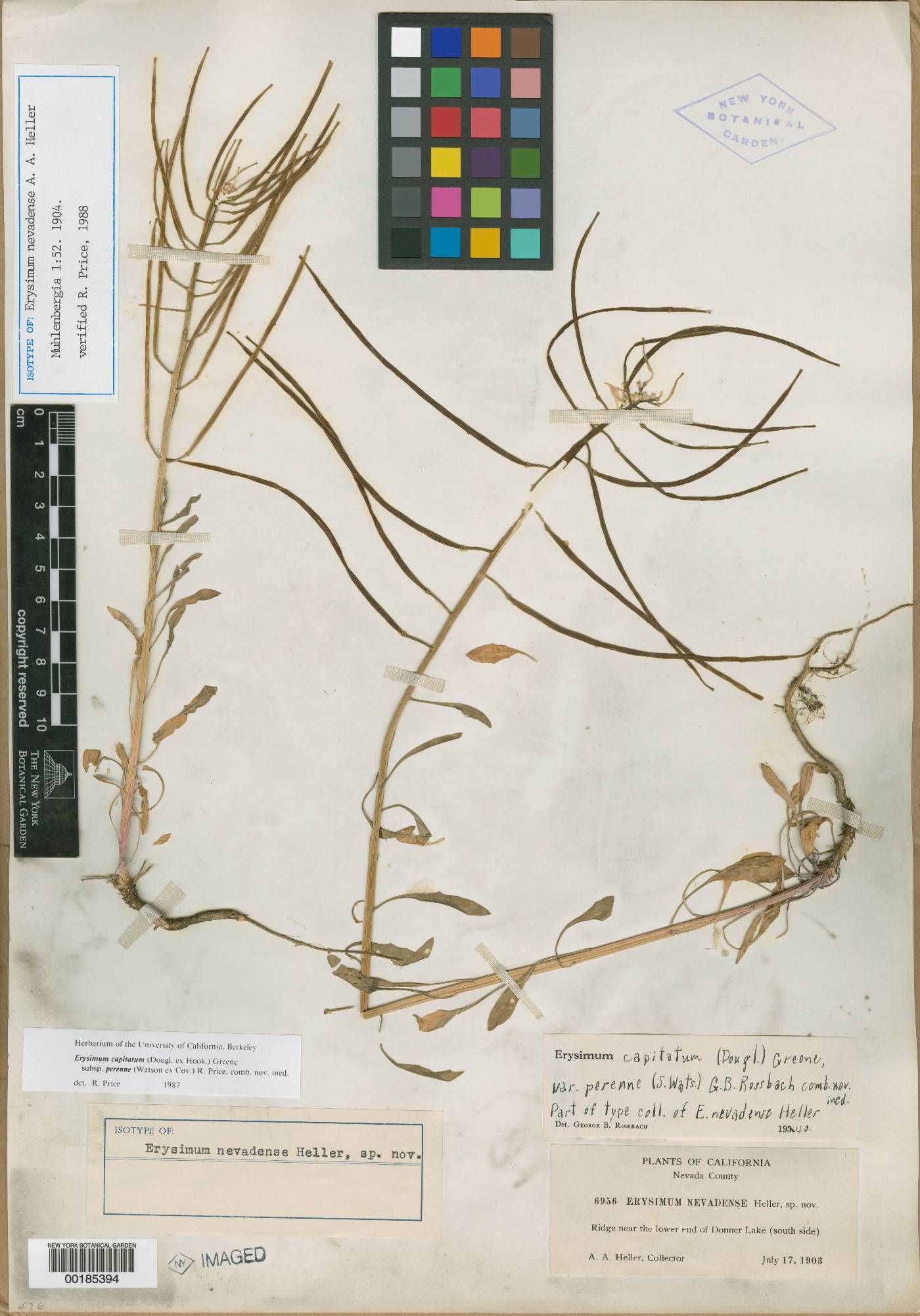 Erysimum nevadense image