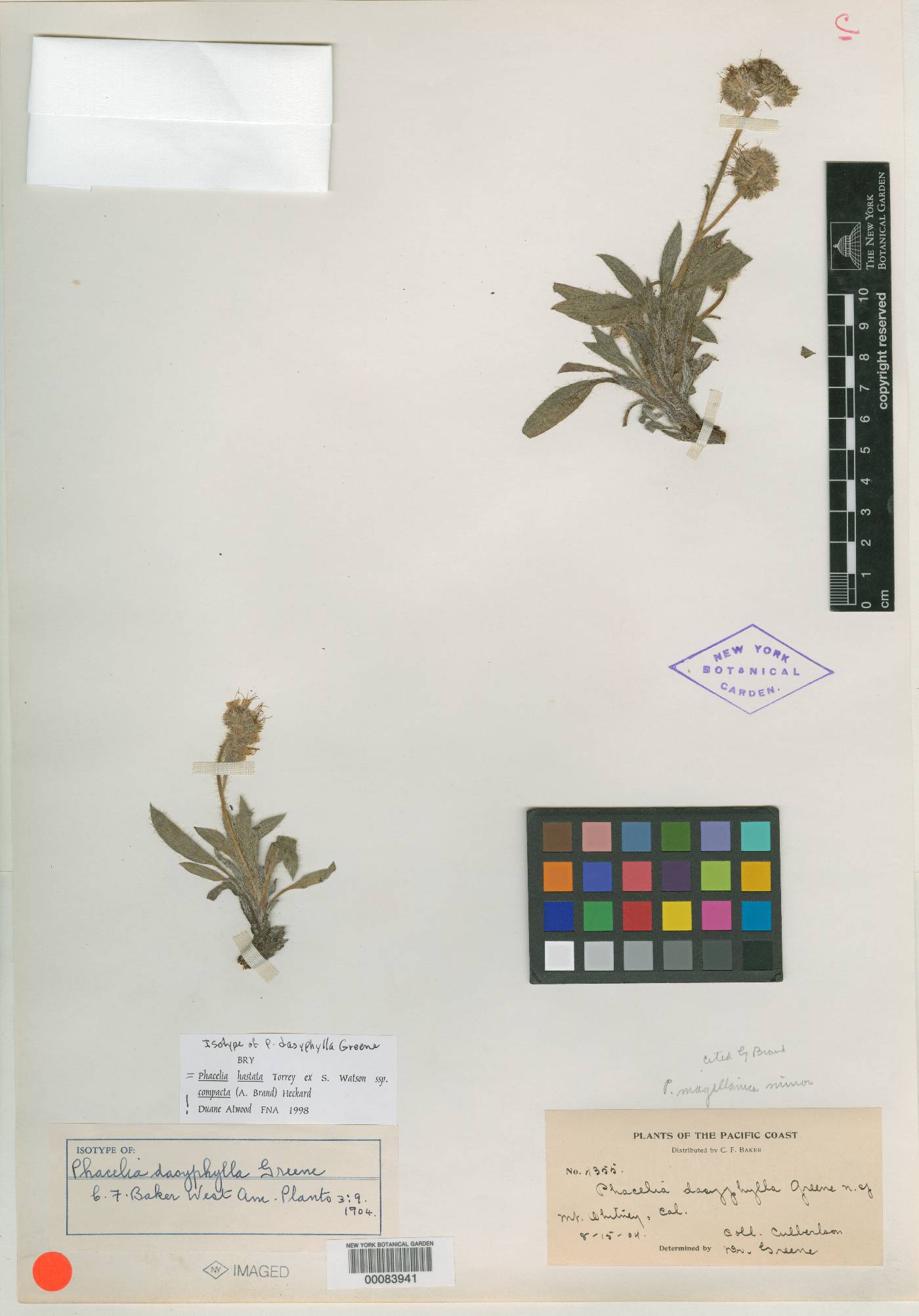 Phacelia dasyphylla image