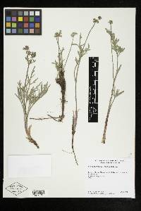 Lomatium nevadense image