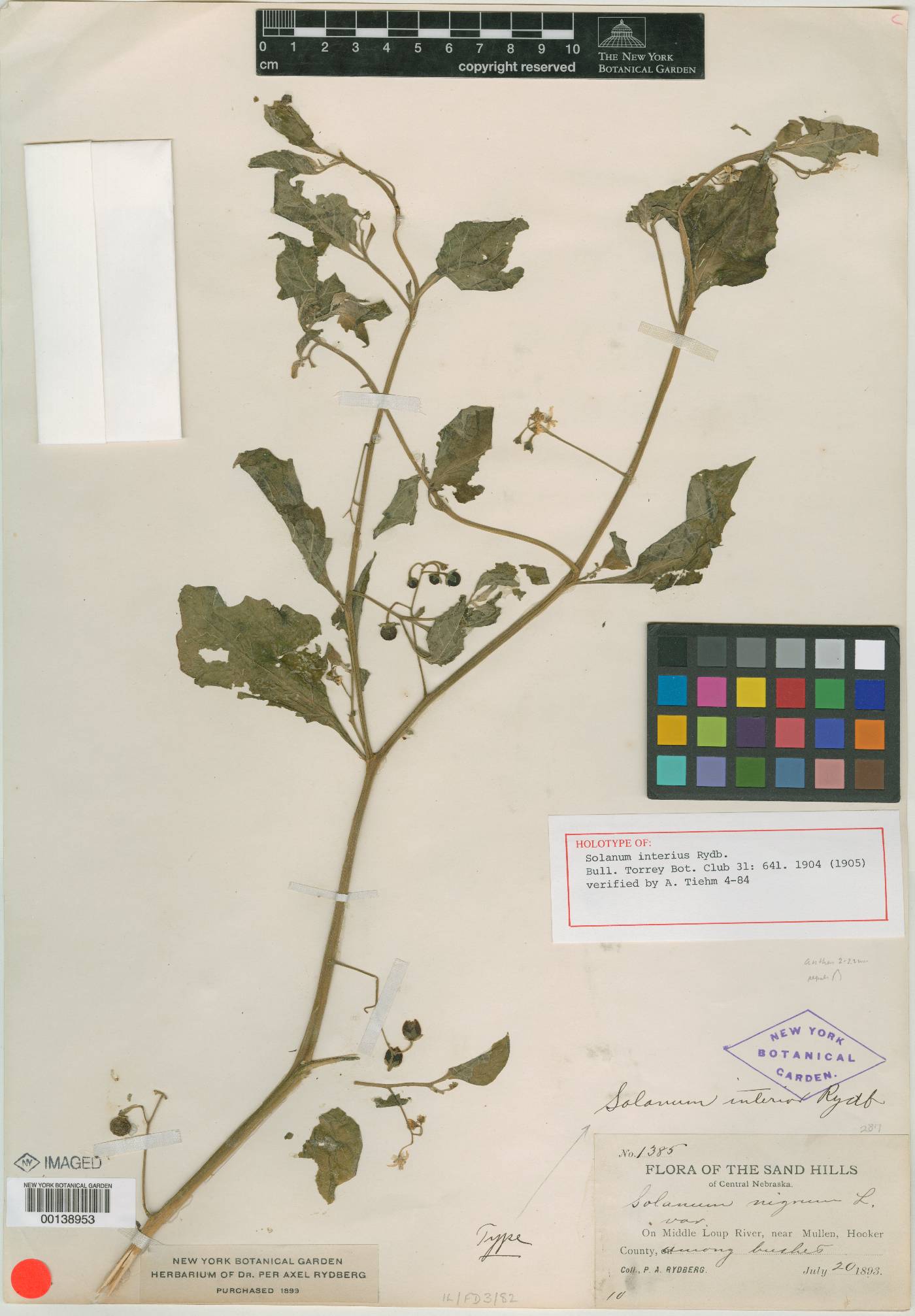 Solanum interius image