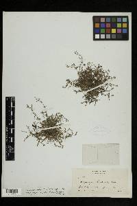 Plagiobothrys scouleri image