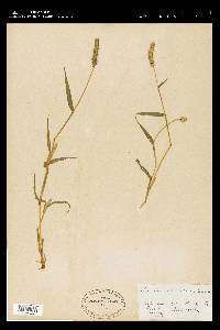 Setaria verticillata image