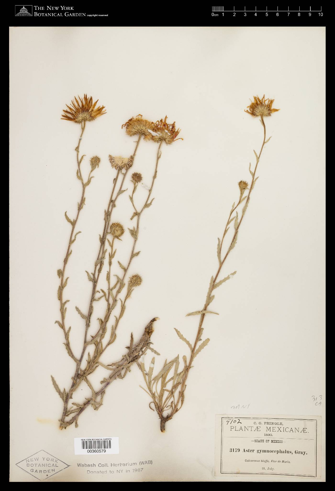 Xanthisma blephariphyllum image