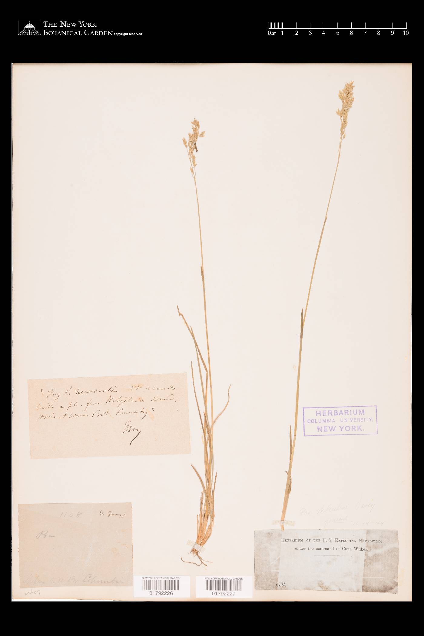 Poa nervosa image