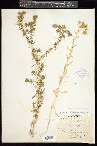 Hemizonia pungens subsp. septentrionalis image