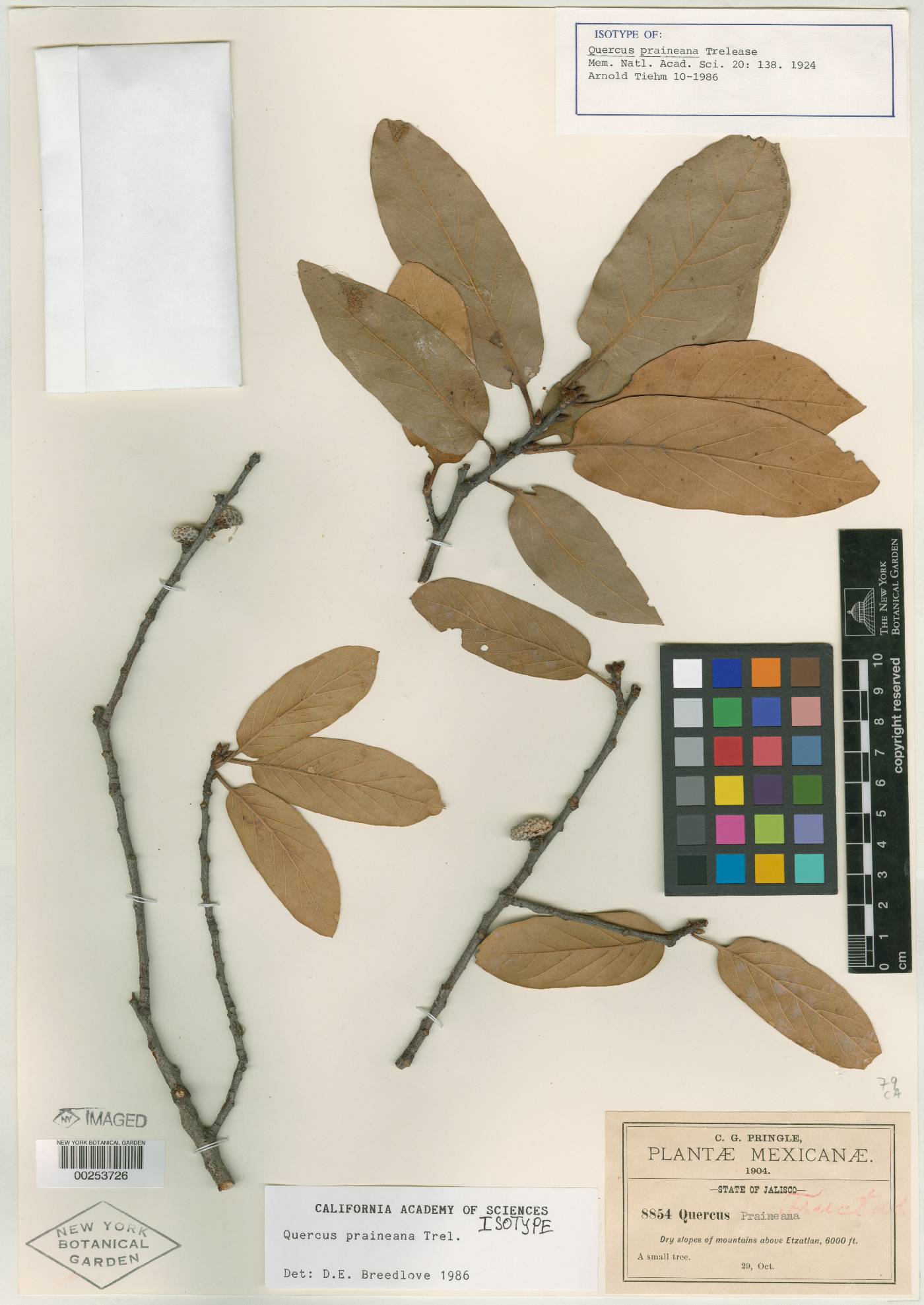 Quercus praineana image