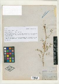 Astragalus lindheimeri image