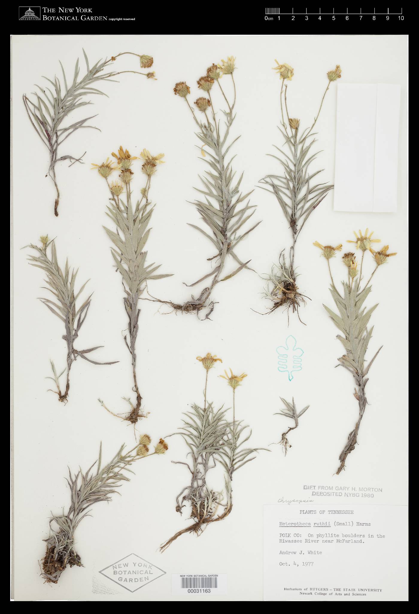 Chrysopsis ruthii image