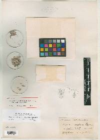 Eriogonum pulvinatum image