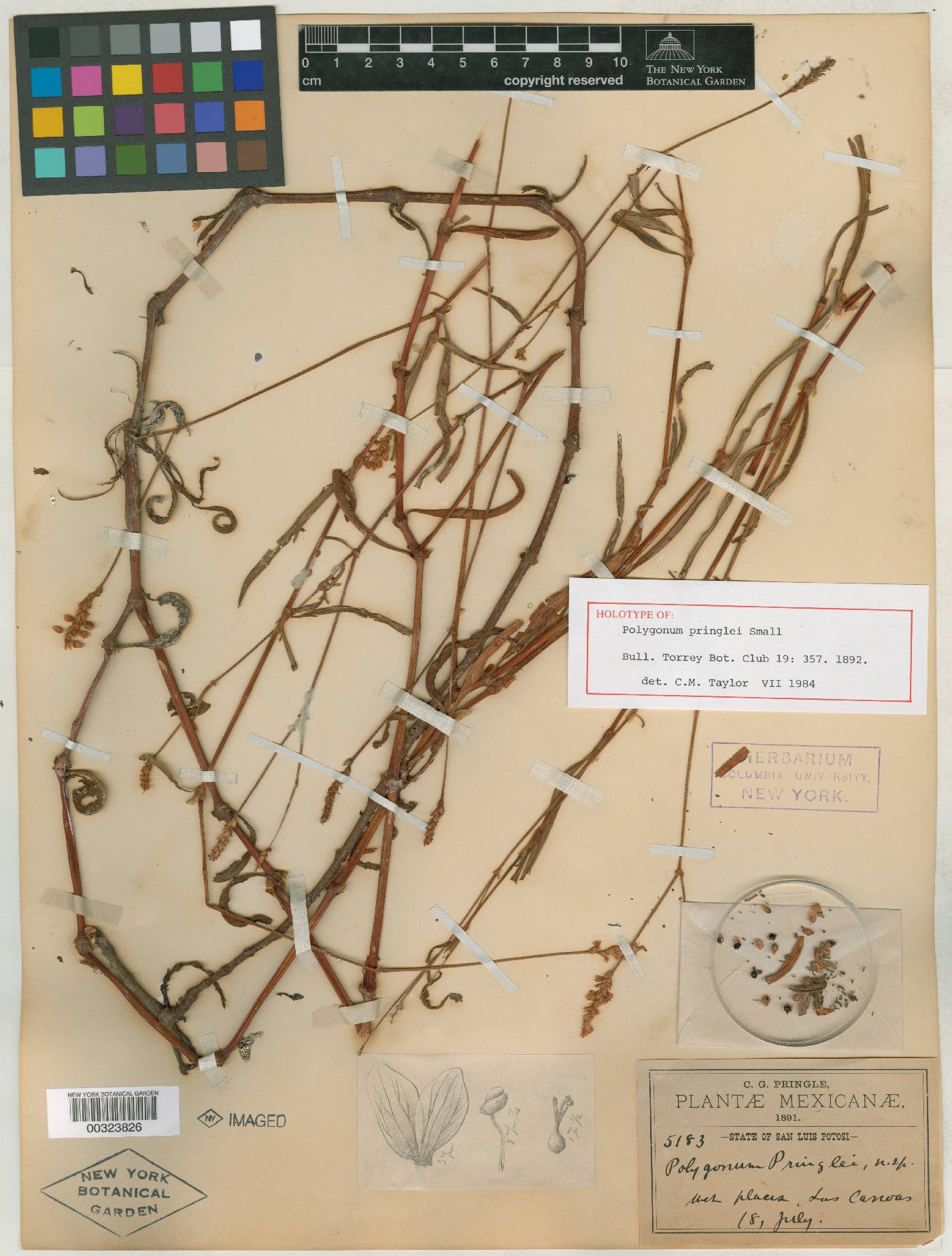 Polygonum pringlei image