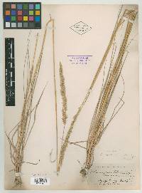 Calamagrostis aleutica var. angusta image