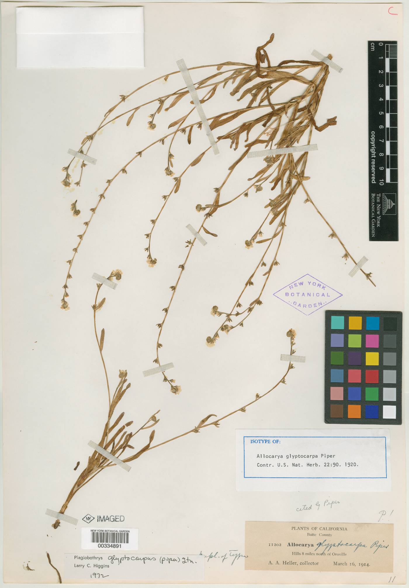 Allocarya glyptocarpa image