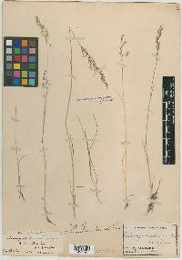 Calamagrostis breweri image