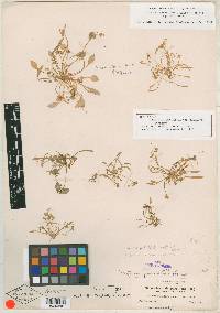 Claytonia parviflora image