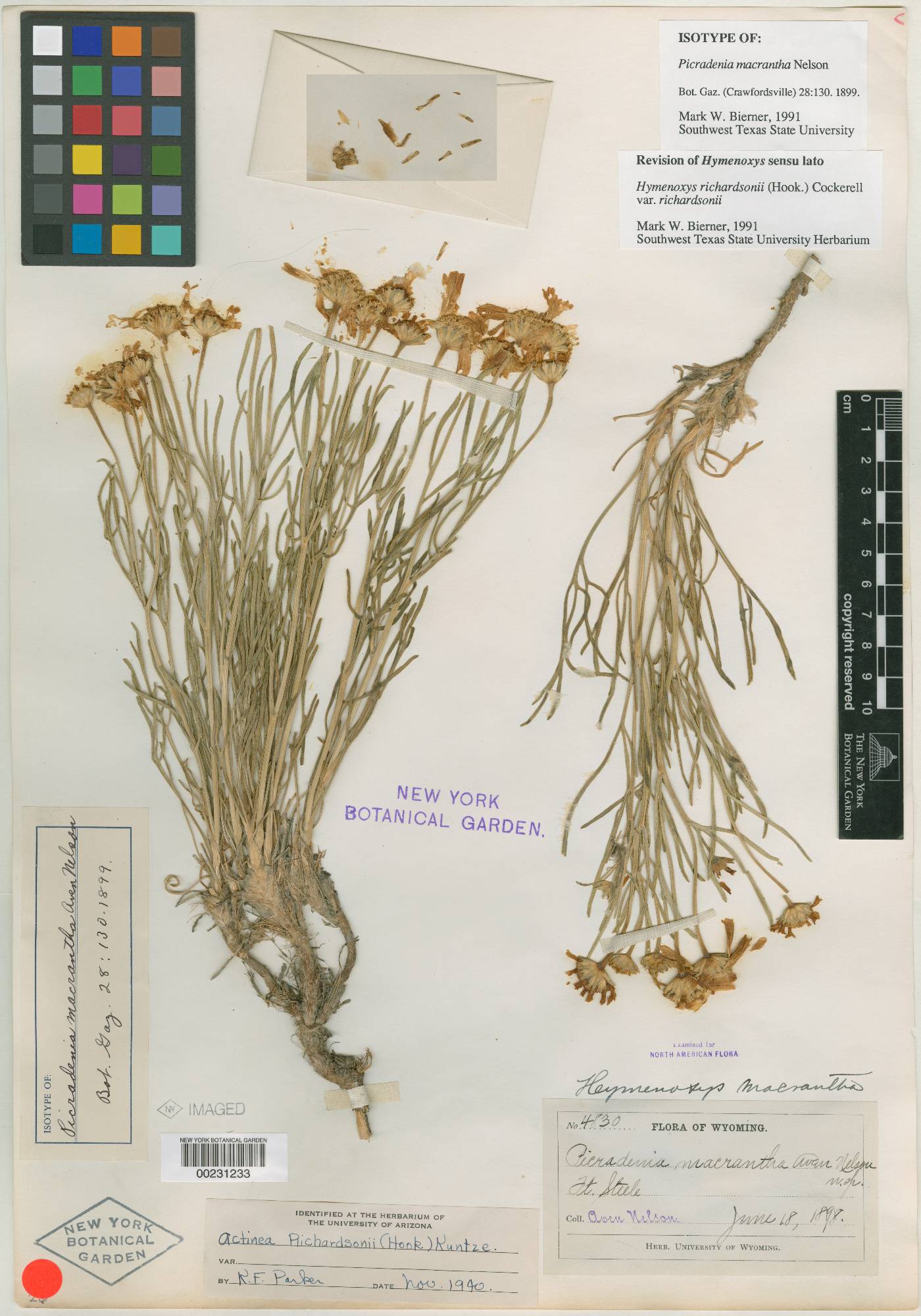 Hymenoxys macrantha image