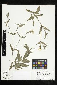 Silene latifolia image