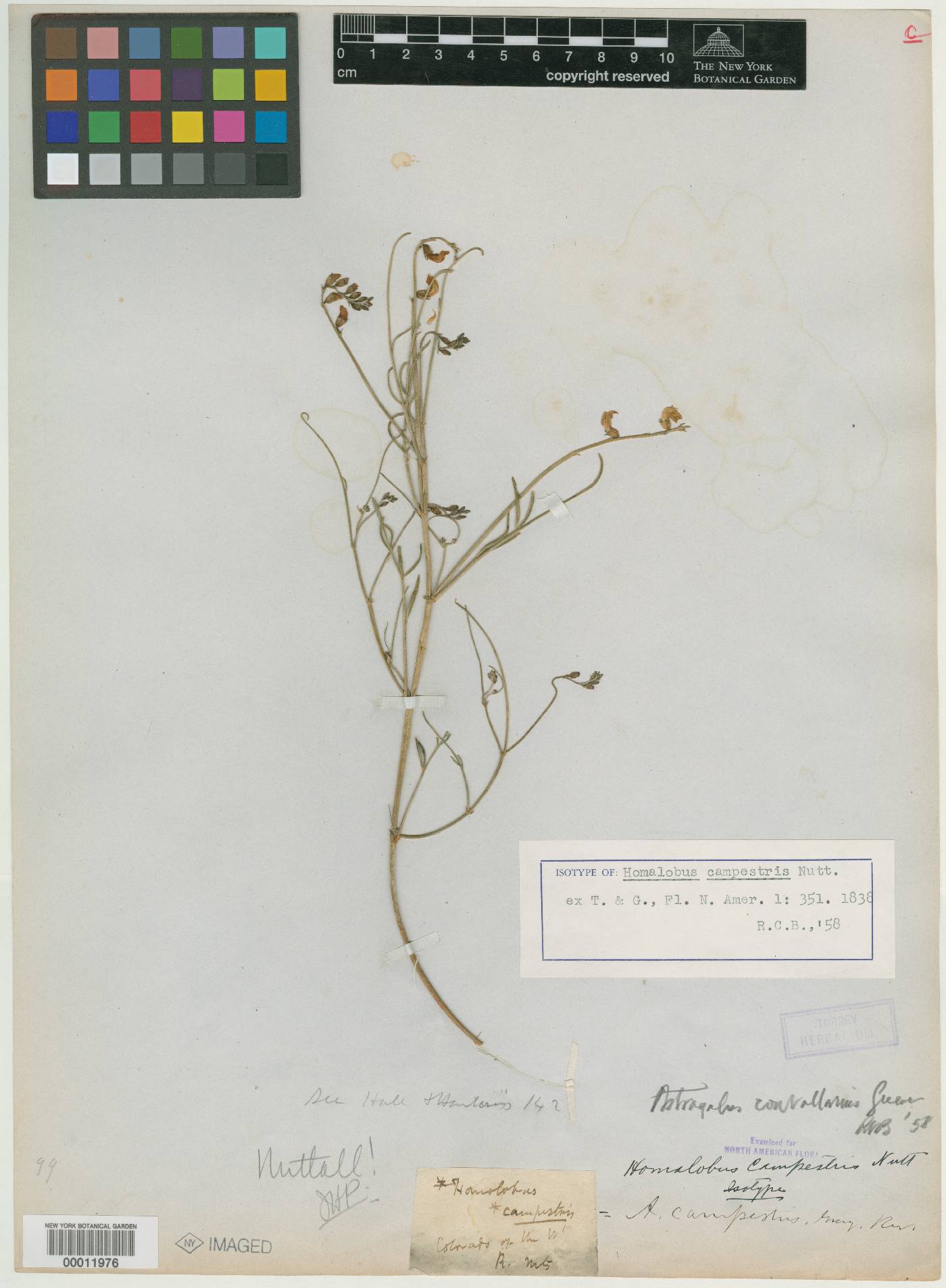Homalobus campestris image