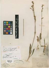 Silene pectinata image