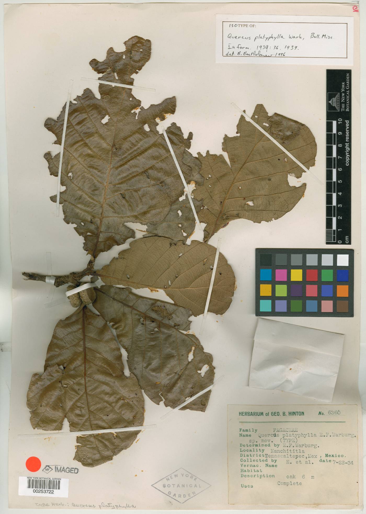 Quercus platyphylla image