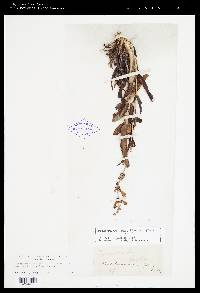Penstemon angustifolius var. caudatus image