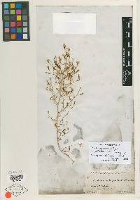 Stephanomeria exigua image