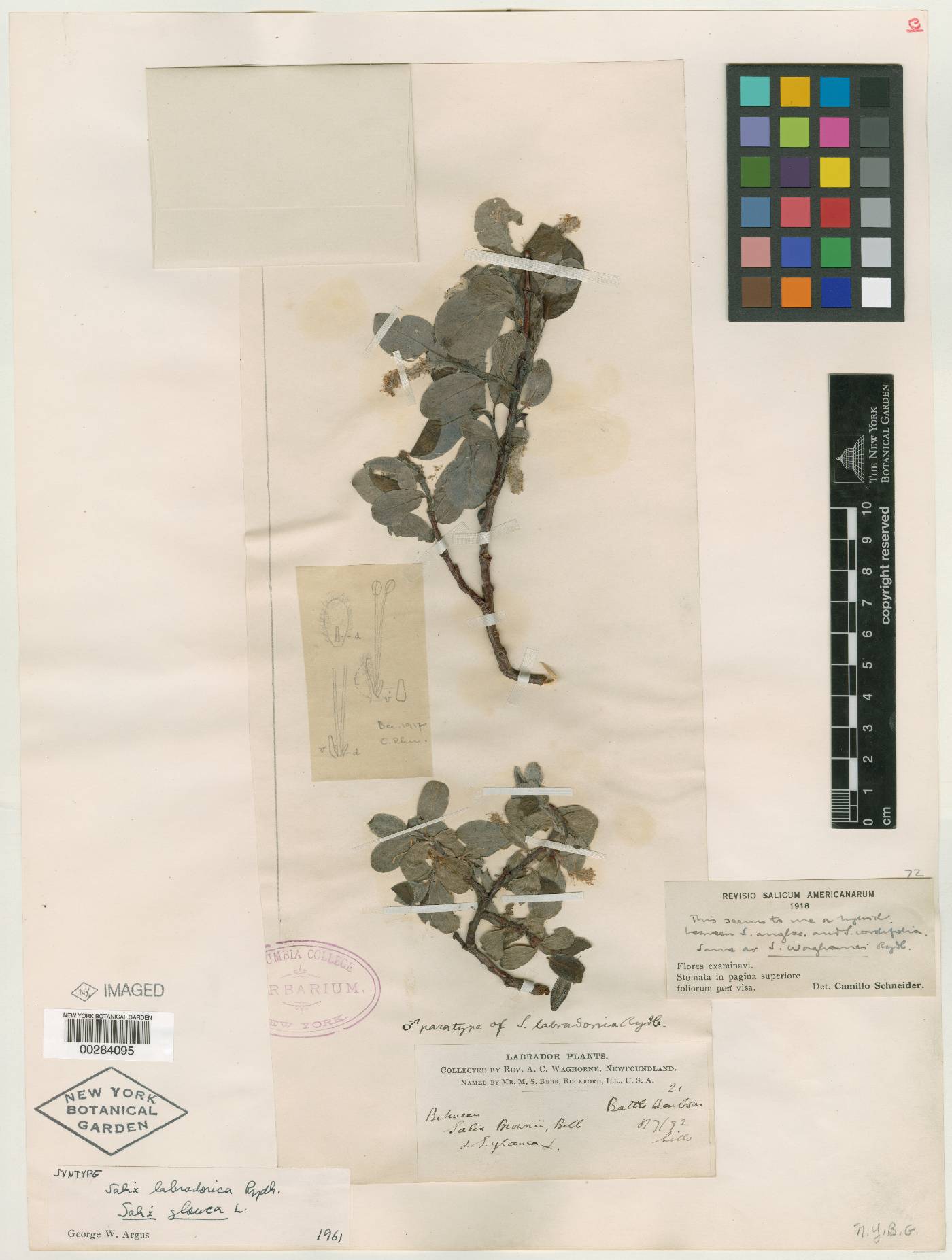 Salix labradorica image