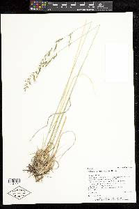 Muhlenbergia montana image