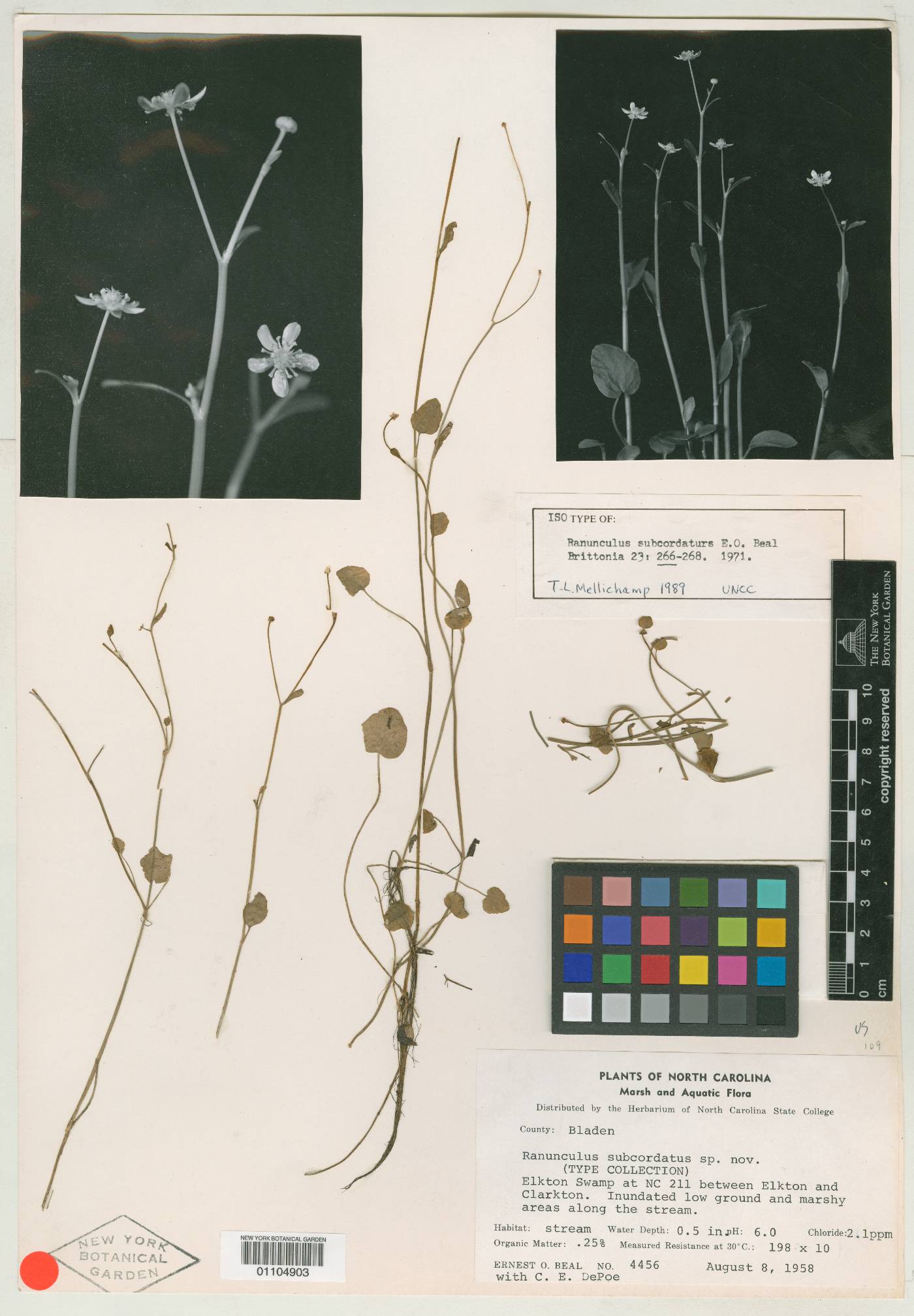 Ranunculus subcordatus image